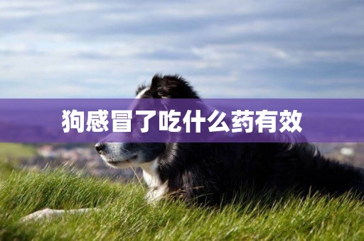 狗感冒了吃什么藥有效