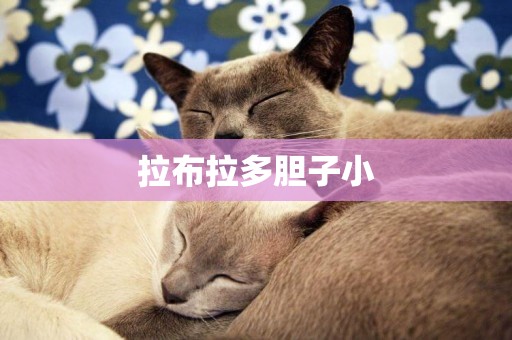 拉布拉多膽子小