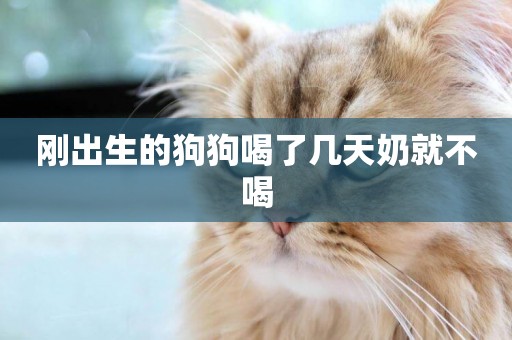 剛出生的狗狗喝了幾天奶就不喝