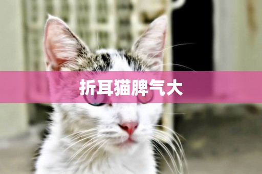 折耳貓脾氣大