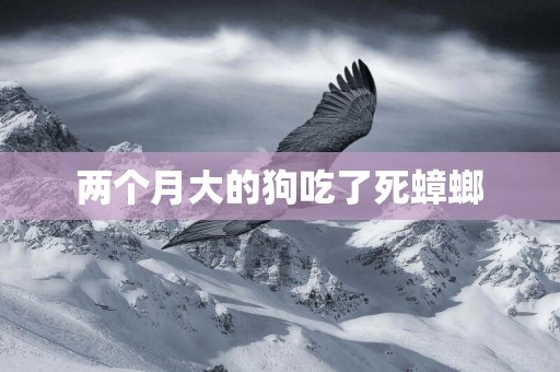 兩個月大的狗吃了死蟑螂