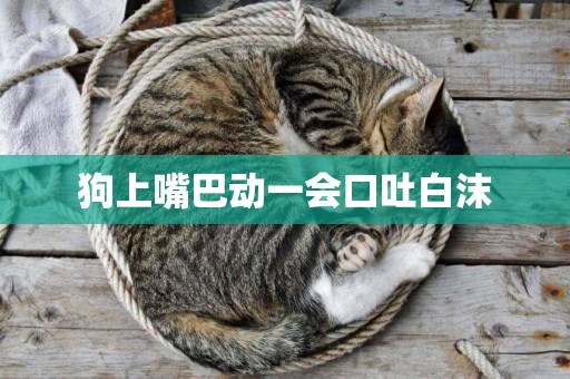 狗上嘴巴動一會口吐白沫