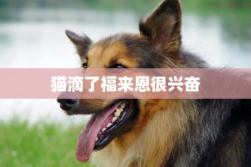 貓滴了福來恩很興奮