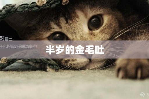半歲的金毛吐
