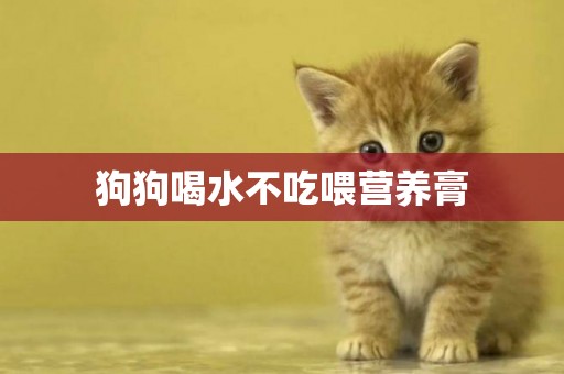 狗狗喝水不吃喂營養膏