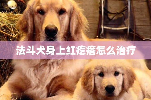 法斗犬身上紅疙瘩怎么治療