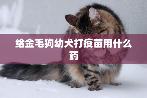 給金毛狗幼犬打疫苗用什么藥