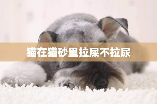 貓在貓砂里拉屎不拉尿