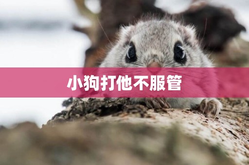 小狗打他不服管