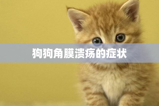 狗狗角膜潰瘍的癥狀