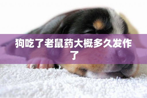 狗吃了老鼠藥大概多久發作了