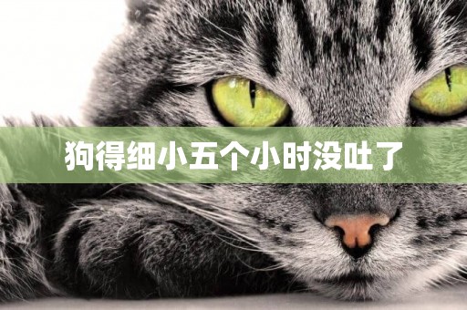 狗得細小五個小時沒吐了