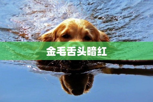 金毛舌頭暗紅
