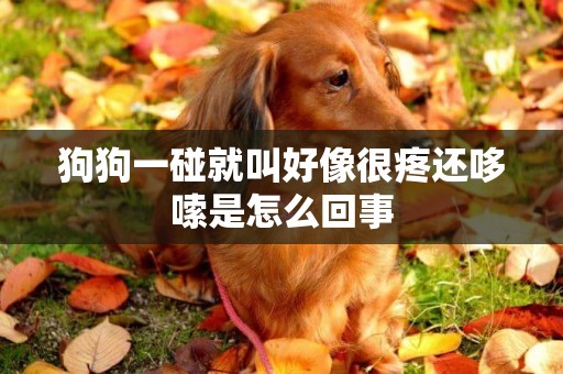 狗狗一碰就叫好像很疼還哆嗦是怎么回事