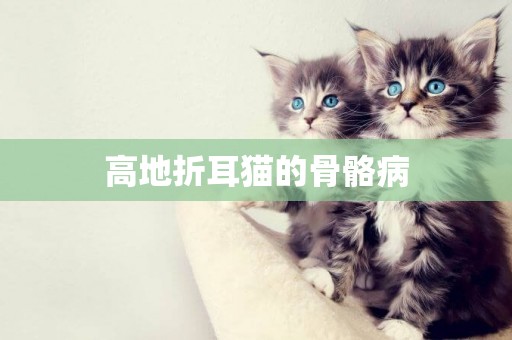 高地折耳貓的骨骼病