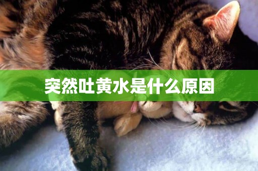 突然吐黃水是什么原因