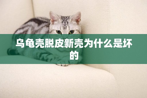 烏龜殼脫皮新殼為什么是壞的