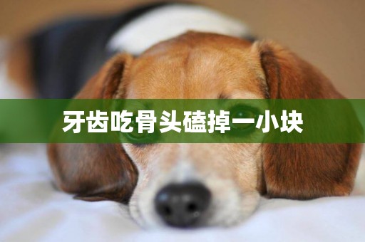 牙齒吃骨頭磕掉一小塊