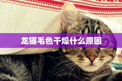龍貓毛色干燥什么原因
