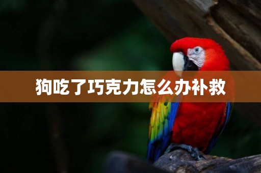 狗吃了巧克力怎么辦補救
