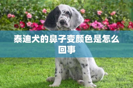 泰迪犬的鼻子變顏色是怎么回事