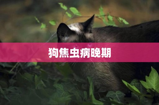 狗焦蟲病晚期