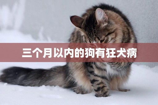 三個月以內的狗有狂犬病