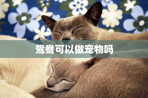鴛鴦可以做寵物嗎