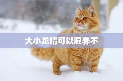 大小龍睛可以混養不