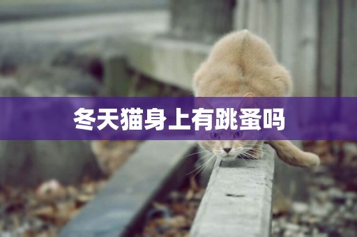冬天貓身上有跳蚤嗎