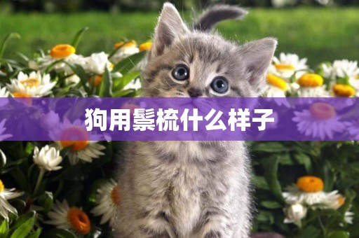 狗用鬃梳什么樣子