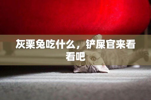 灰栗兔吃什么,鏟屎官來看看吧 灰栗兔吃什么,鏟屎官來看看吧