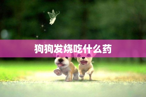 狗狗發燒吃什么藥