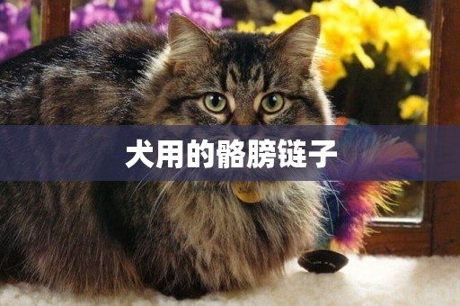 犬用的骼膀鏈子