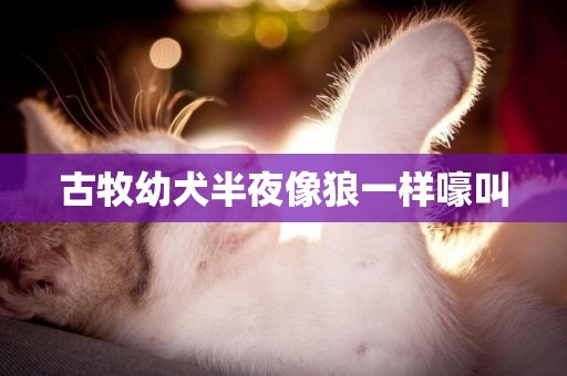 古牧幼犬半夜像狼一樣嚎叫