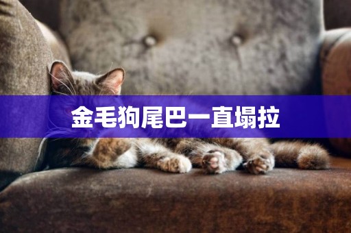 金毛狗尾巴一直塌拉