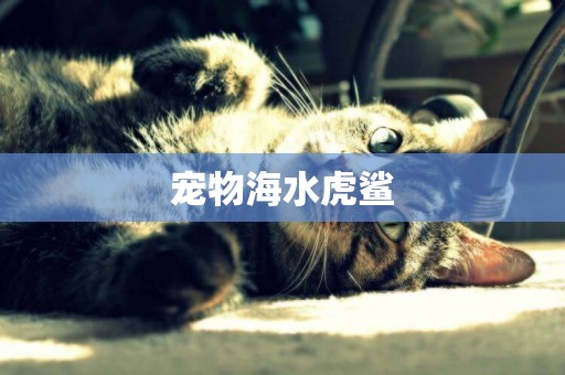 寵物海水虎鯊
