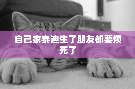 自己家泰迪生了朋友都要煩死了