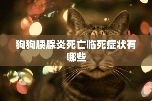 狗狗胰腺炎死亡臨死癥狀有哪些