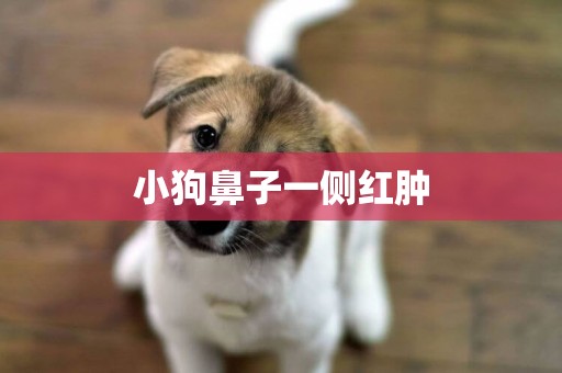 小狗鼻子一側紅腫