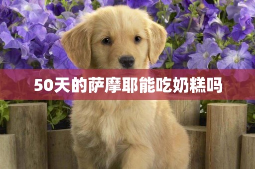50天的薩摩耶能吃奶糕嗎