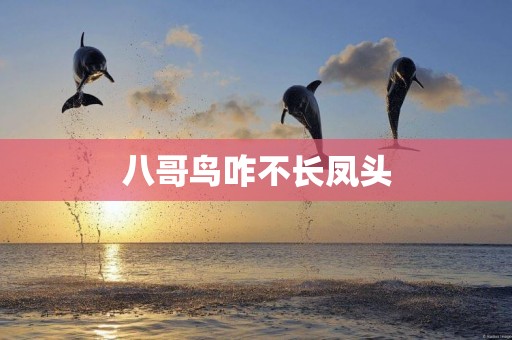 八哥鳥咋不長鳳頭