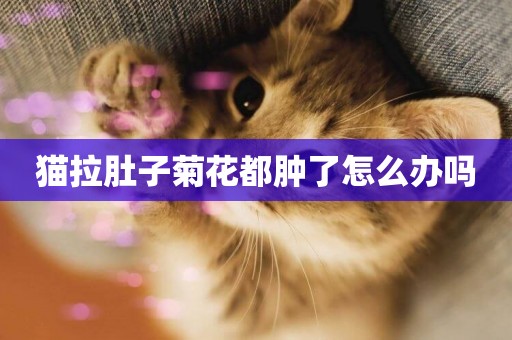 貓拉肚子菊花都腫了怎么辦嗎