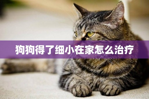 狗狗得了細小在家怎么治療