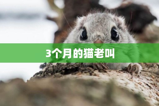 3個月的貓老叫