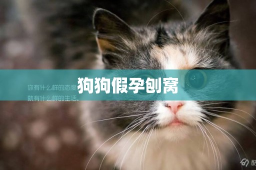 狗狗假孕刨窩