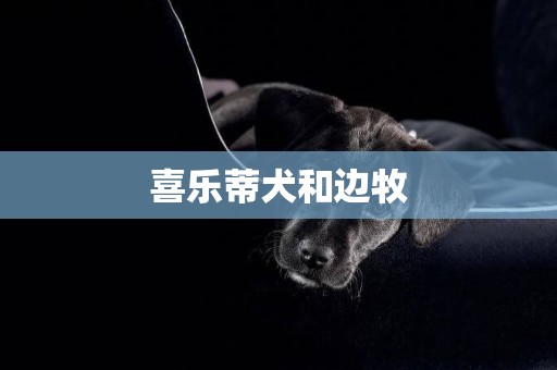 喜樂蒂犬和邊牧