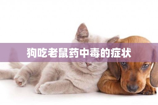 狗吃老鼠藥中毒的癥狀