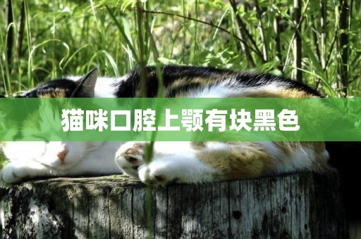 貓咪口腔上顎有塊黑色