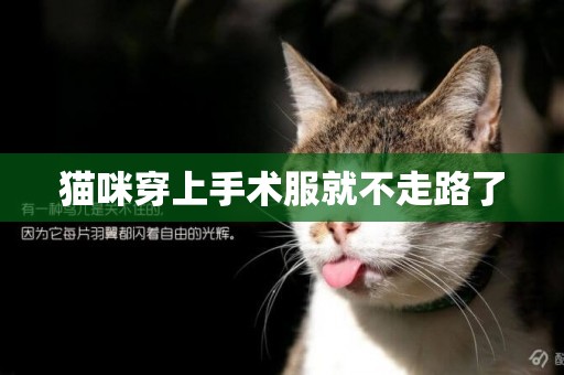 貓咪穿上手術服就不走路了